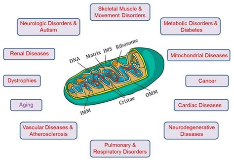 mitochondria are similar to what body organ